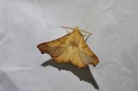 Ennomos fuscantaria