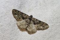 Peribatodes ilicaria
