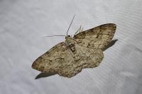 Ectropis crepuscularia