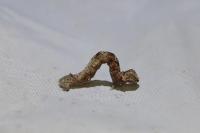 Ectropis crepuscularia