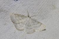 Cabera exanthemata