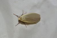 Collita griseola