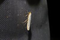 Eilema caniola