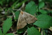 Hypena proboscidalis