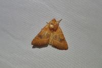 Atethmia centrago