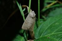 Hoplodrina ambigua