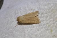 Mythimna pallens