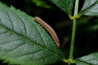 Lacanobia oleracea