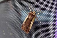 Ochropleura plecta