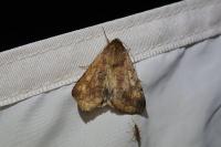 Helicoverpa armigera