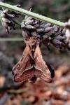 Triodia sylvina