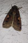 Xestia c-nigrum