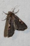 Xestia c-nigrum