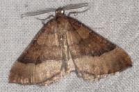 Larentia clavaria