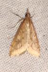 Udea ferrugalis