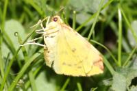Opisthograptis luteolata