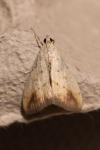 Evergestis extimalis