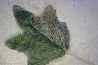 Phyllocnistis xenia