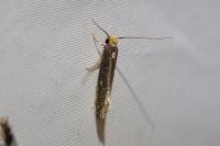 Monopis imella/nigricantella