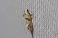 Cochylidia implicitana