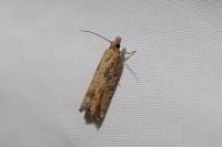 Acroclita subsequana