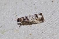 Notocelia incarnatana