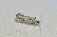 Lobesia helichrysana