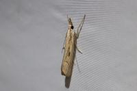 Agriphila geniculea