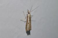 Platytes alpinella