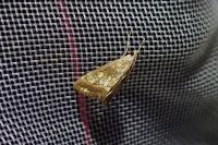 Evergestis politalis