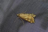 Loxostege sticticalis