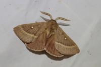 Lasiocampa trifolii