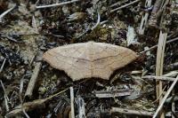 Scopula imitaria