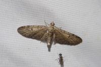 Eupithecia innotata