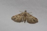 Gymnoscelis rufifasciata