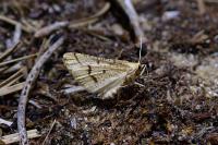 Aspitates ochrearia