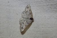 Dyscia fagaria