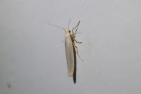 Eilema caniola