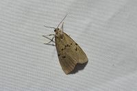 Apaidia mesogona
