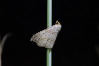 Laspeyria flexula