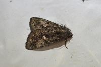 Aedia leucomelas