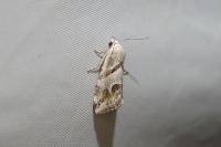 Eublemma candidana
