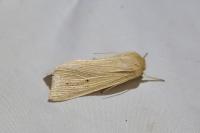 Mythimna pallens