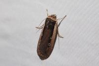 Ochropleura leucogaster