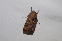 Agrotis trux