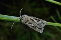 Agrotis vestigialis