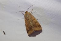 Helicoverpa armigera