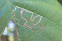 Stigmella microtheriella