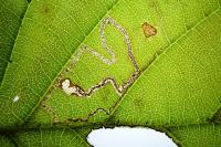 Stigmella microtheriella