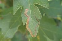 Stigmella aceris